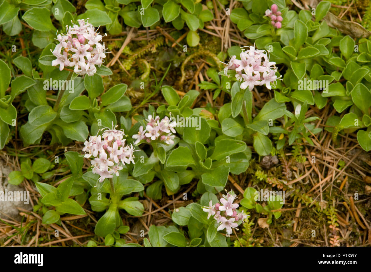 Dwarf Valerian, Valeriana supina, in flower Julian Alps Stock Photo - Alamy
