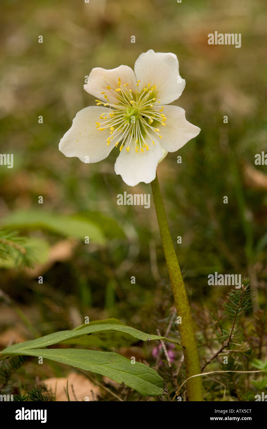 Christmas Rose Helleborus niger A winter flowering hellebore Julian
