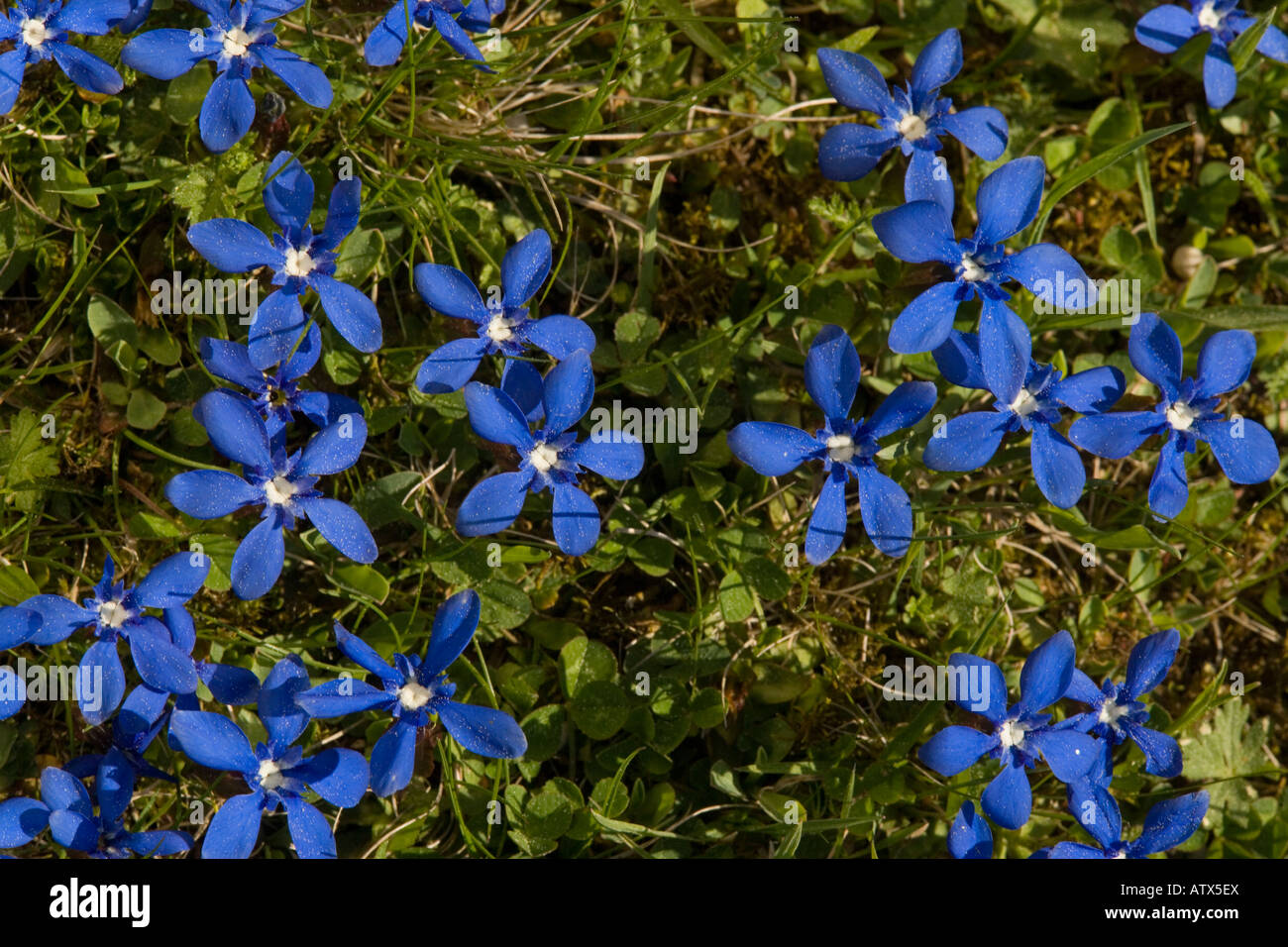 Spring gentian, Gentiana verna, in flower Alpine and rare in UK Stock Photo