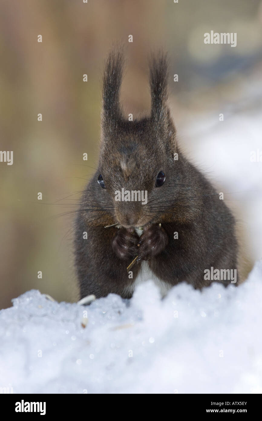 Sciurus vulgaris squirrel rodents wood snow winter scoiattolo roditori mammiferi bosco squirrel rodents wood snow Stock Photo