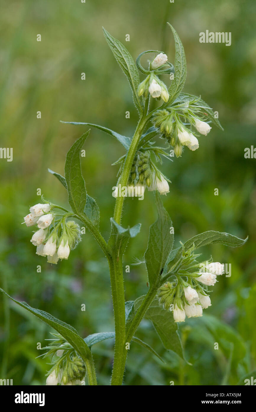 Comfrey Manure Hi-res Stock Photography And Images - Alamy