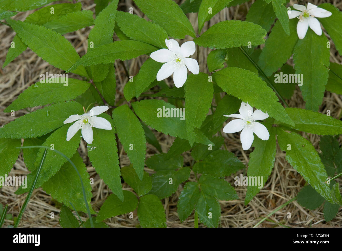 Three-leaved Anemone, Anemone trifolia, in woodland North Italy Stock Photo