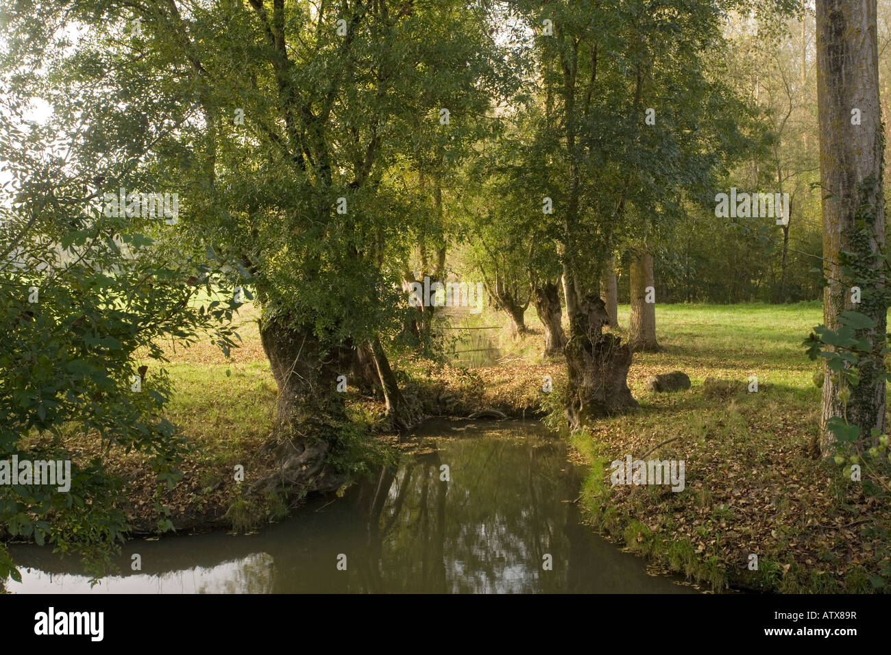 Marais Poitevin south west France ditch edged with pollard ashes and willows France Stock Photo