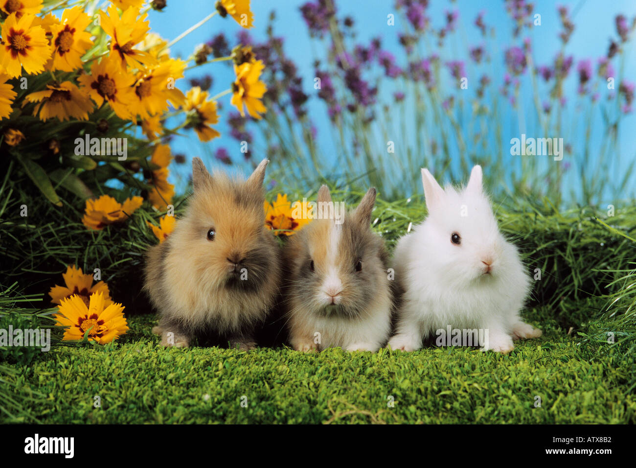 three young pygmy rabbits besides flowers / Sylilagus idahoensis / Brachylagus idahoensis Stock Photo