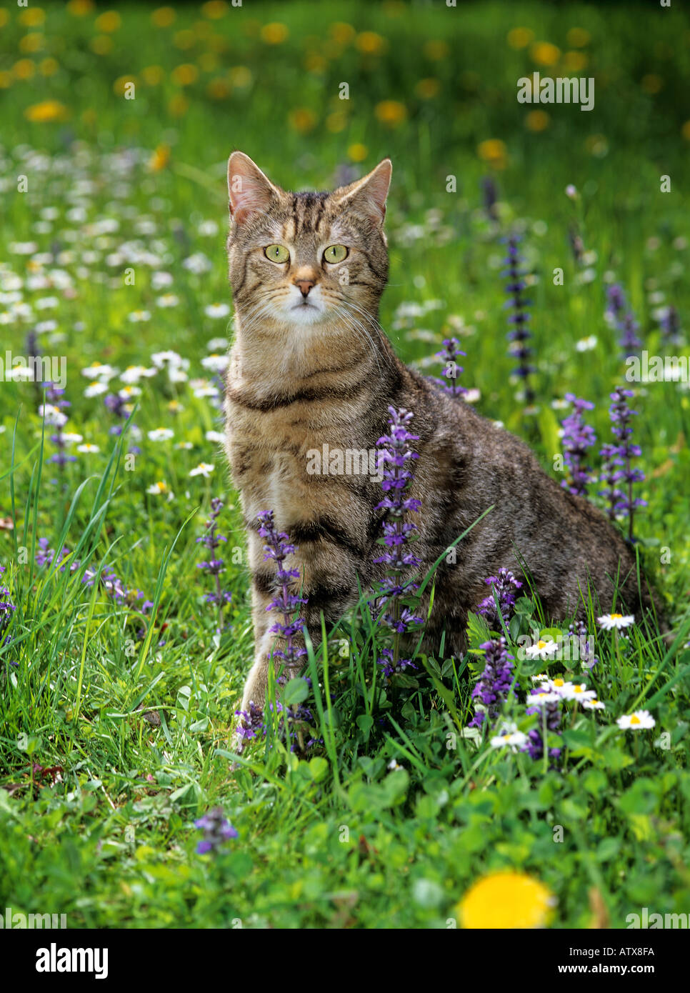 domestic cat - sitting on meadow Stock Photo