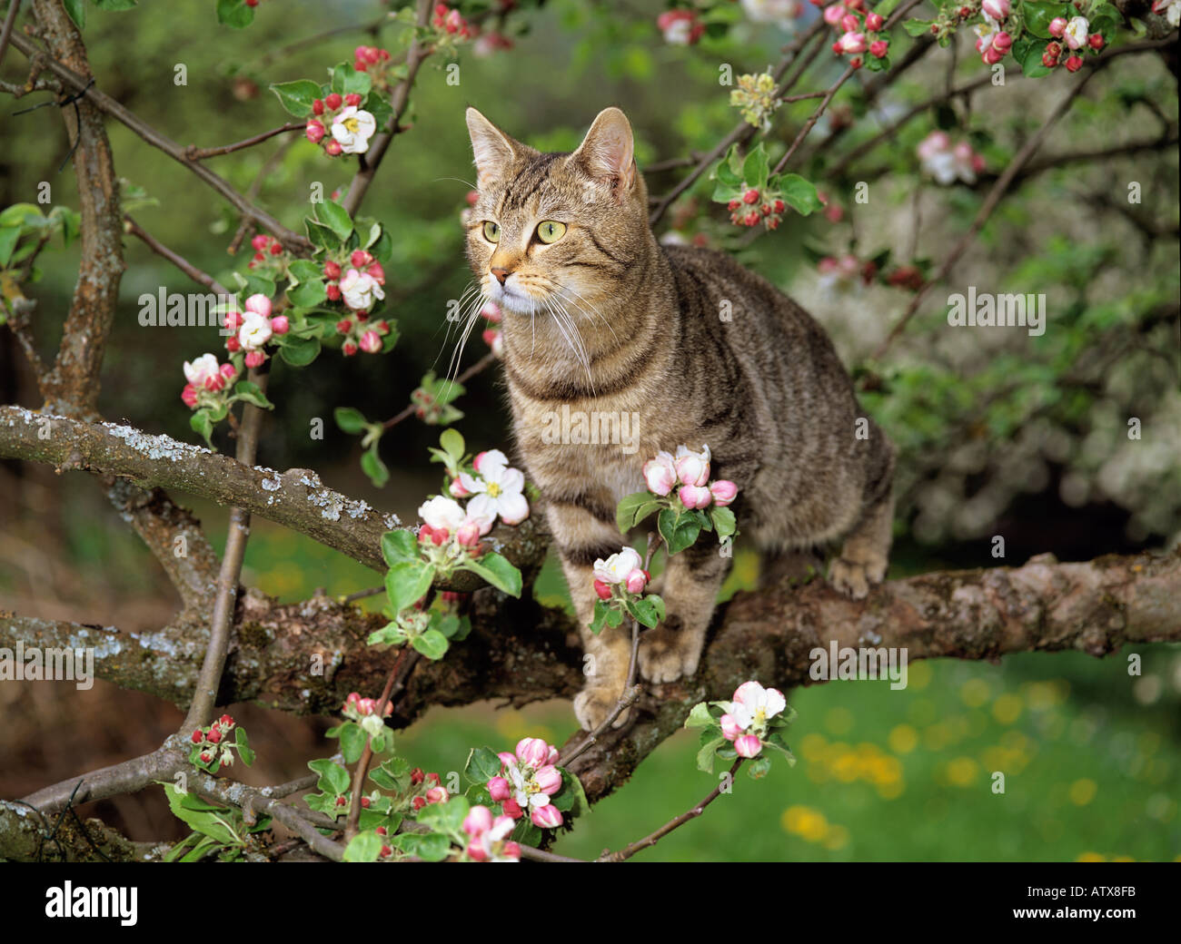 tabby domestic cat on tree Stock Photo