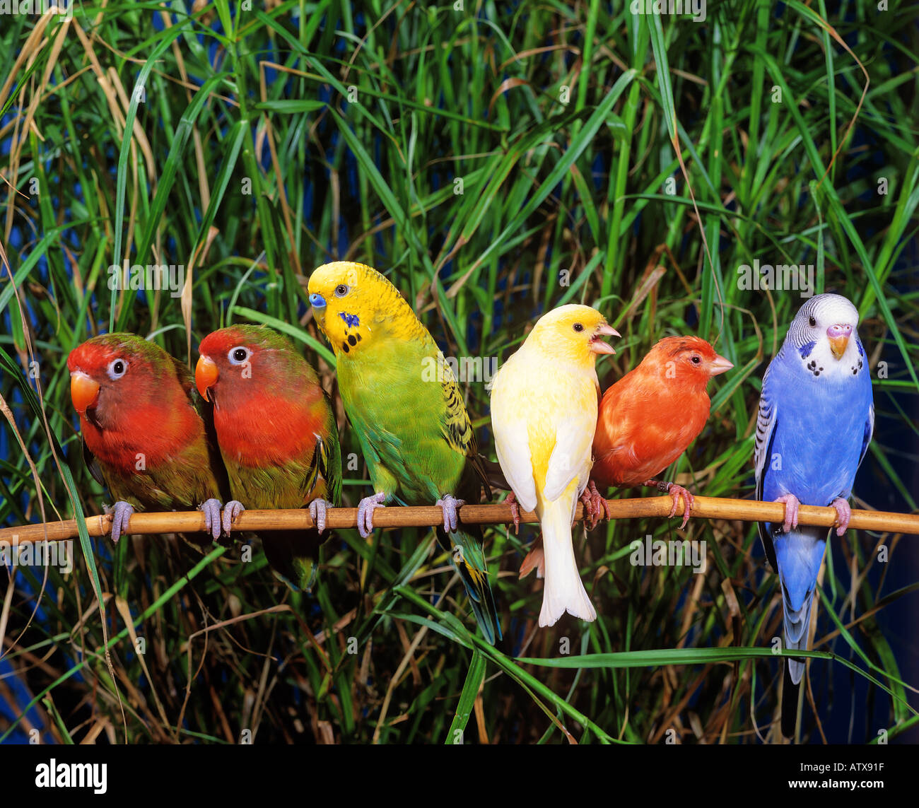 Two Fischers Lovebirds (Agapornis fischeri), two budgerigars and two canaries of different colours sitting on a twig Stock Photo