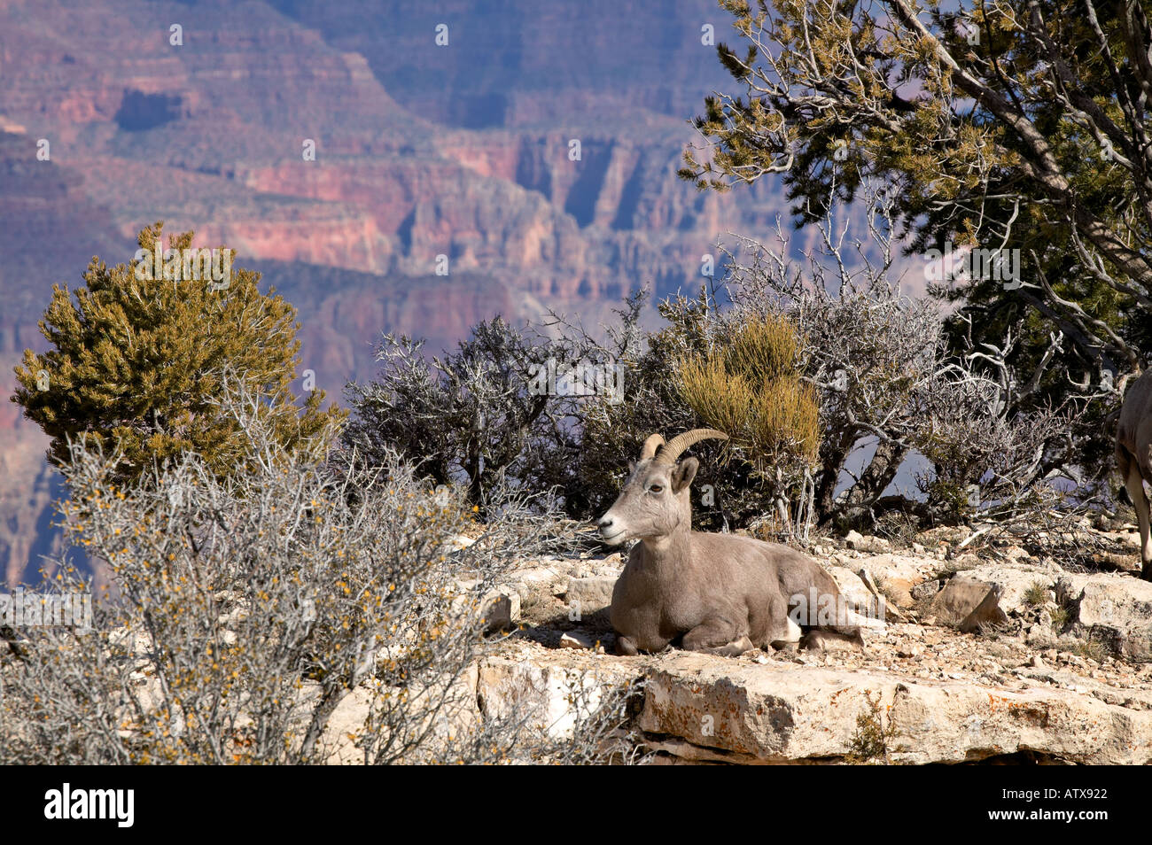 Big Horn Sheep ewe on rock cliff ledge overlooking the Grand Canyon Arizona Stock Photo
