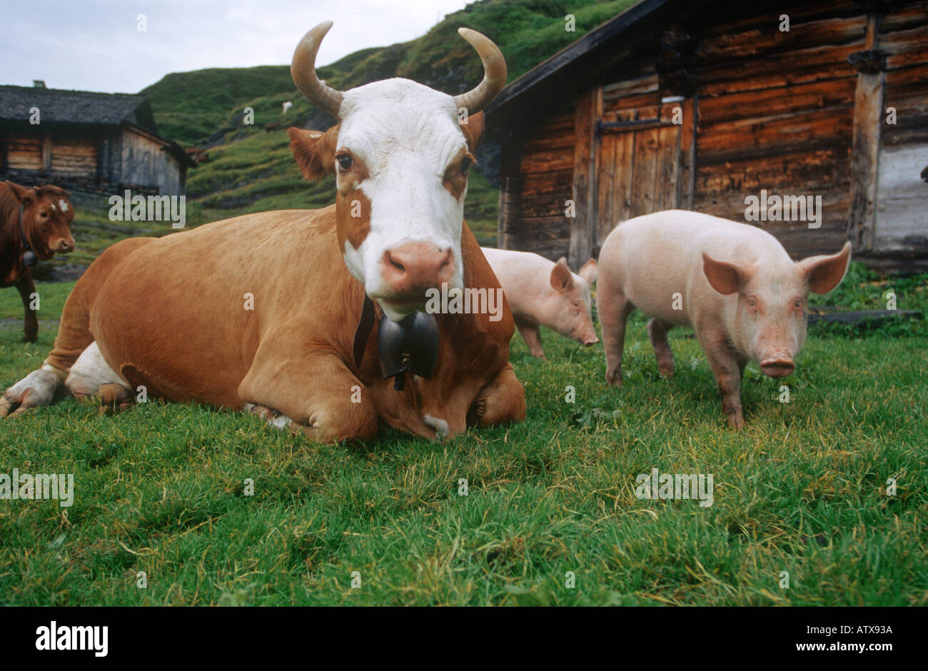 cows and pigs on meadow Stock Photo Alamy