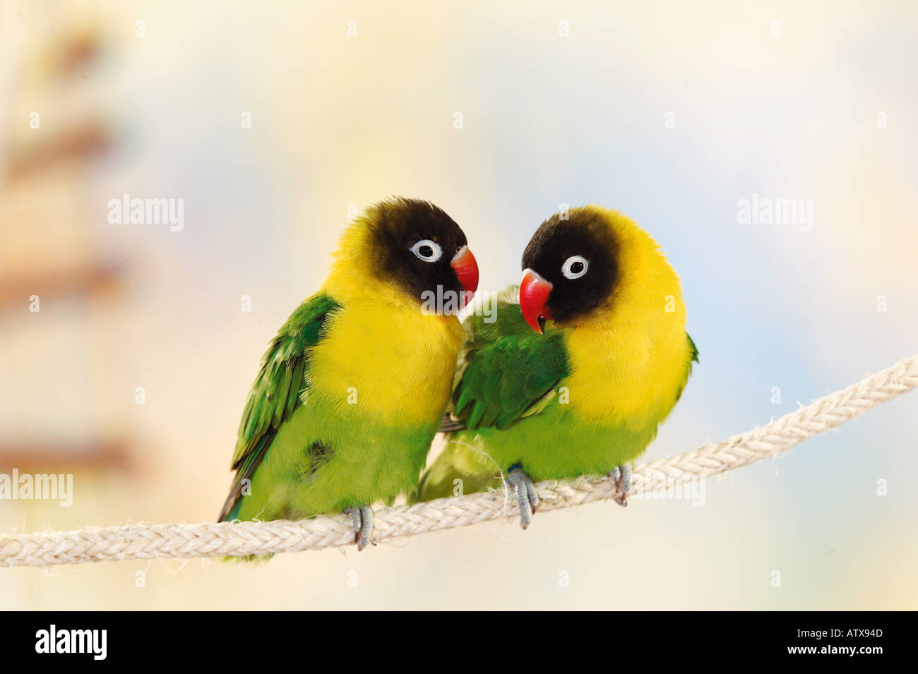 Love birds hi-res stock photography and images - Alamy