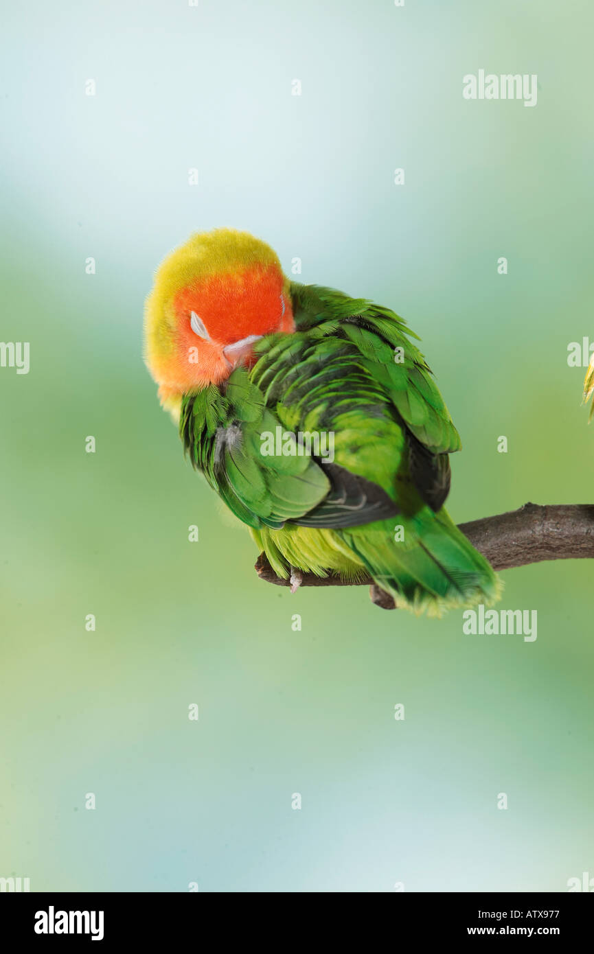 Fischer's Lovebird (Agapornis fischeri). Adult sleeping Stock Photo Alamy