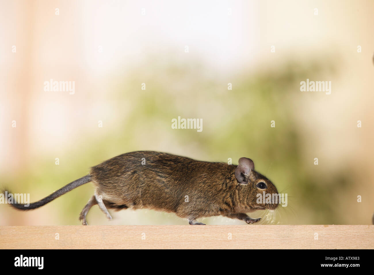 degu - walking / octodon spp. Stock Photo