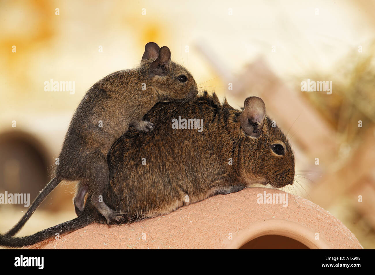 young degu climbing on its mother / octodon spp. Stock Photo