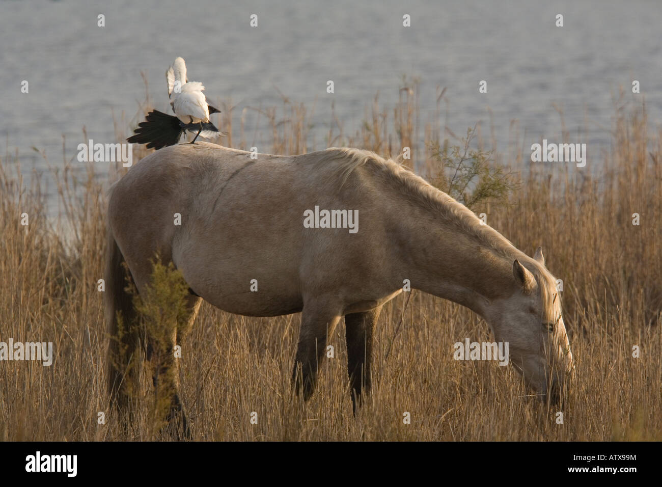 Cattle Egret Bubulcus ibis and Magpie Pica pica on Camargue horse Camargue France: Series Stock Photo