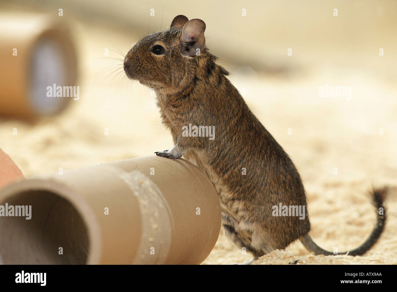 degu at a roll of cardboard / octodon spp. Stock Photo