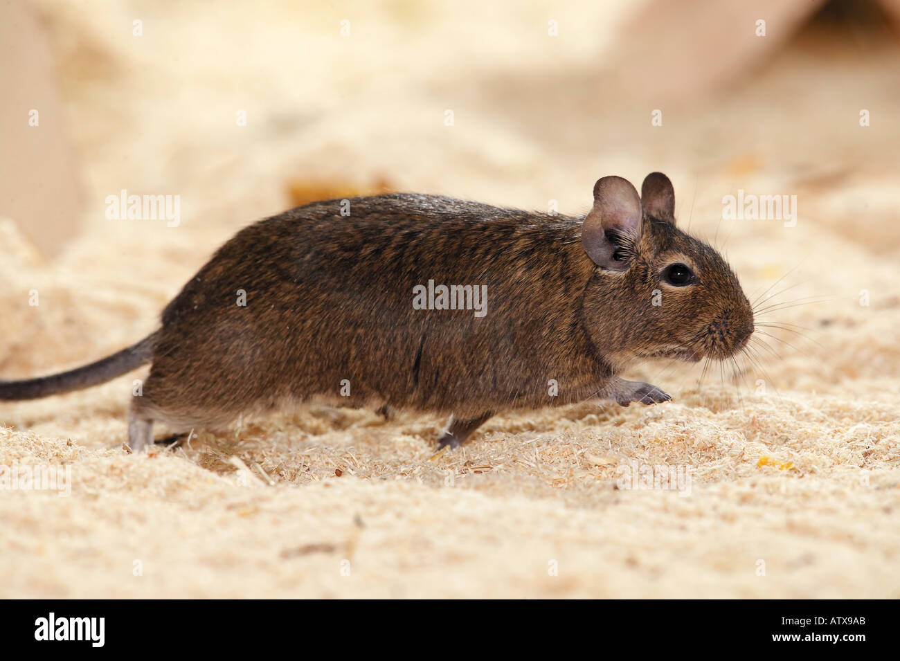 degu - walking / octodon spp. Stock Photo