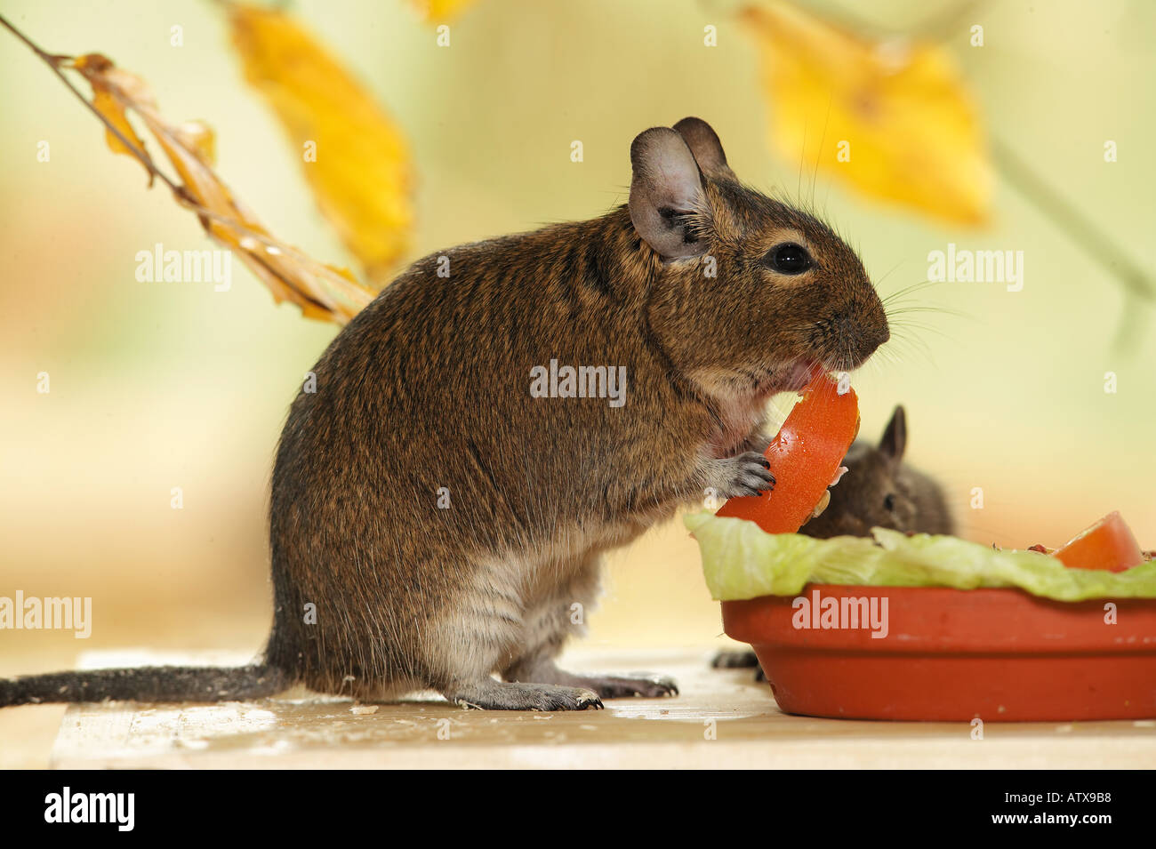 Degu feeding hi-res stock photography and images - Alamy
