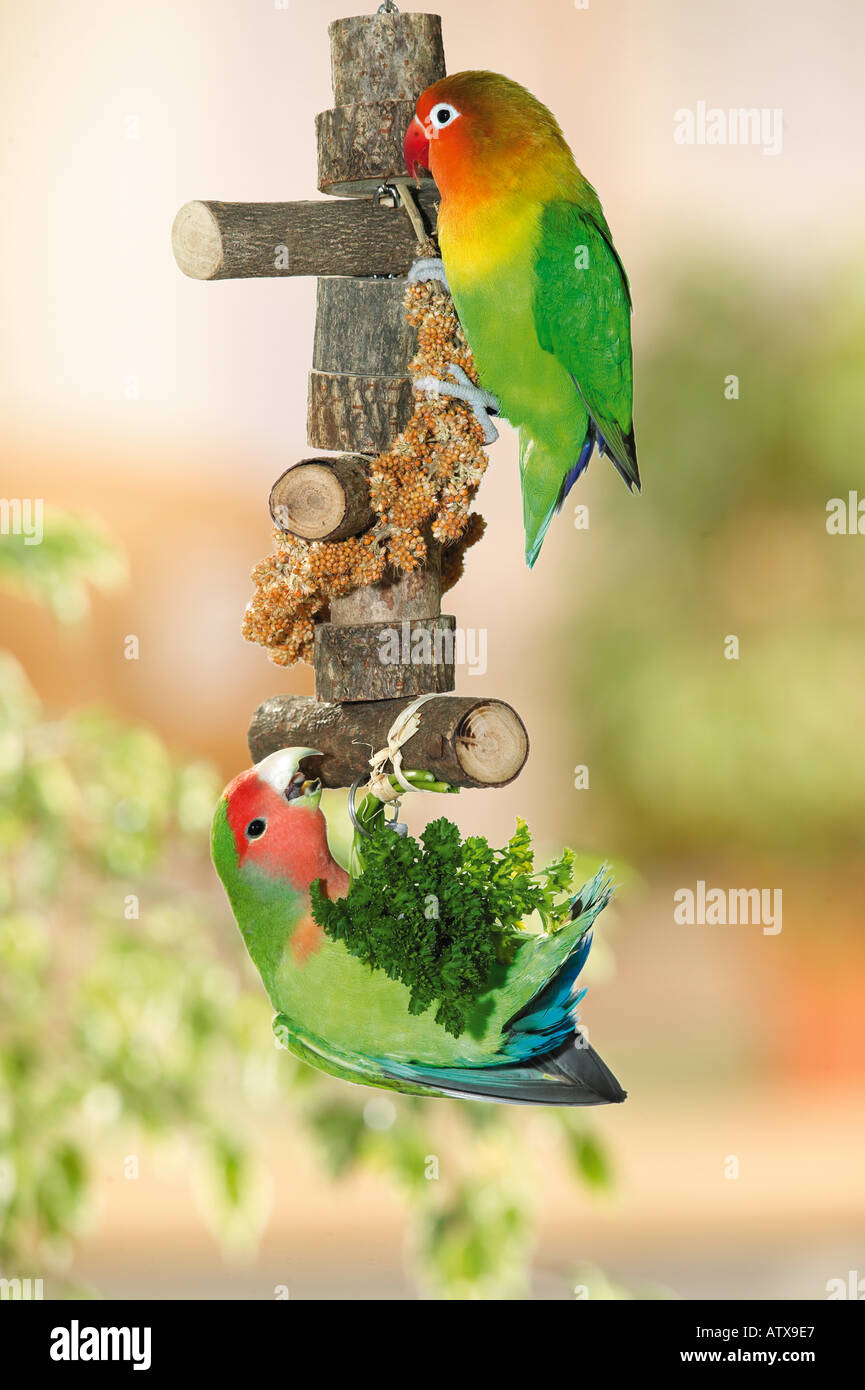 Fischer's lovebird and peach-faced lovebird at toy with food / Agapornis personatus fischeri Agapornis roseicollis Stock Photo