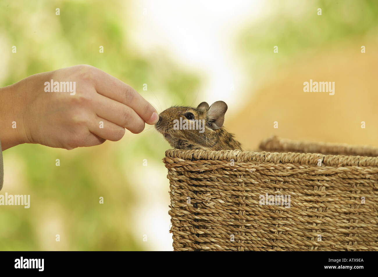 degu in basket / octodon spp. Stock Photo