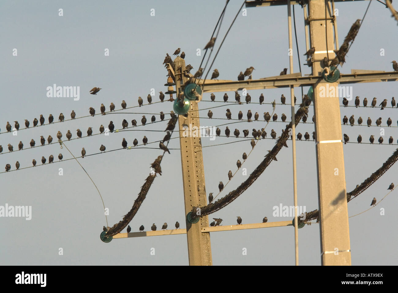 Starling flock Sturnus vulgaris on telephone wires autumn Stock Photo