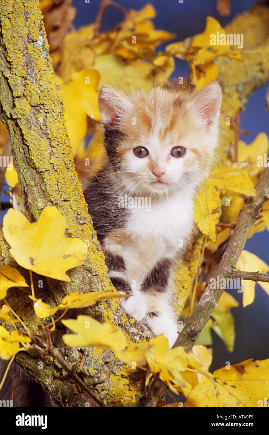 cat kitten - sitting on tree Stock Photo