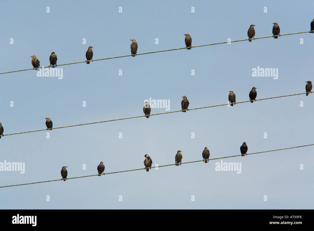 Starling flock (Sturnus vulgaris) on telephone wires, autumn Stock Photo