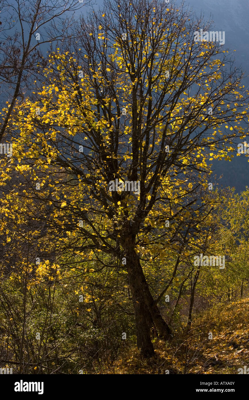 Sycamore tree Acer pseudoplatanus in autumn foliage in the Chaine de Belledone pre alpine range near Grenoble south east France Stock Photo