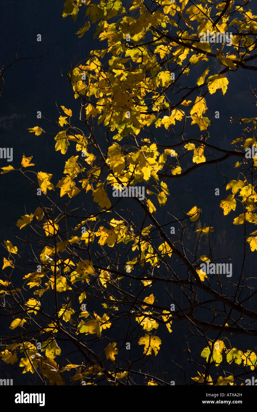 Yellow Sycamore leaves (Acer pseudoplatanus) autumn Stock Photo
