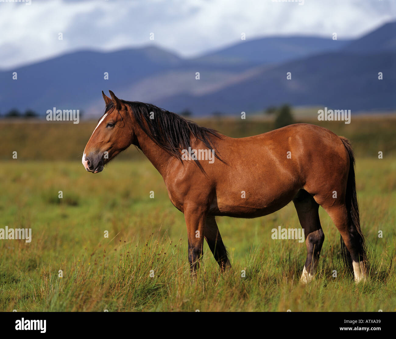 Irish Draught horse - standing on meadow Stock Photo