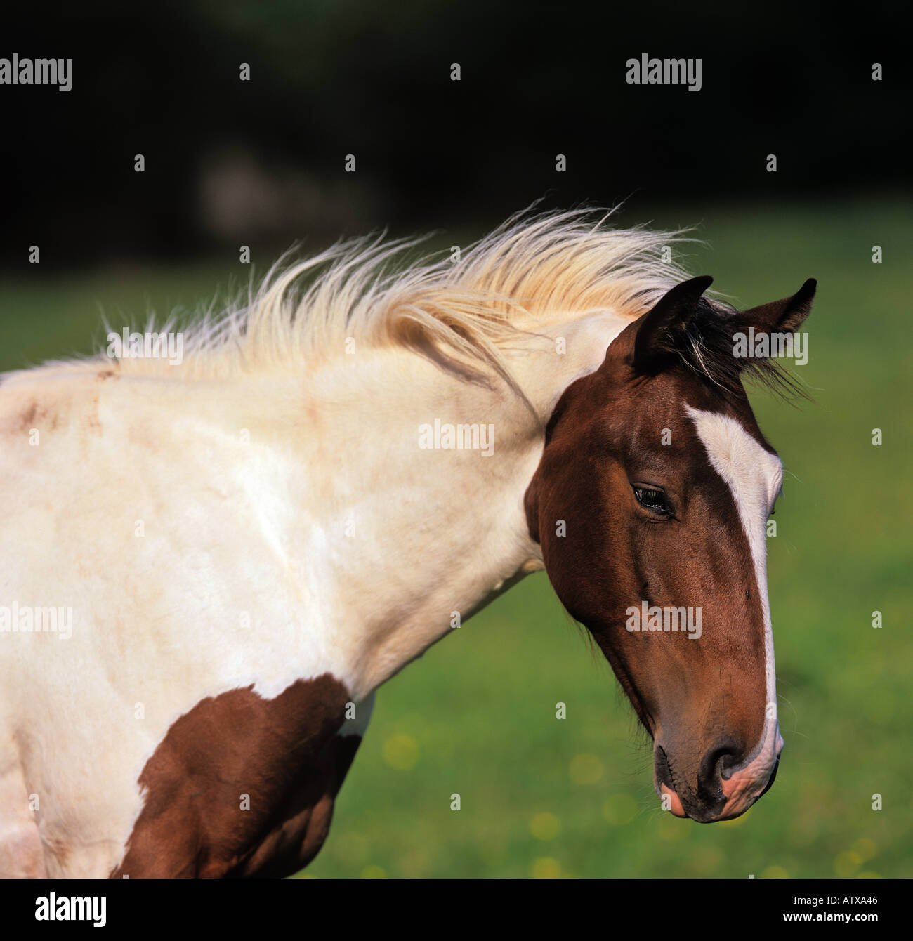 Irish Draught horse - portrait Stock Photo