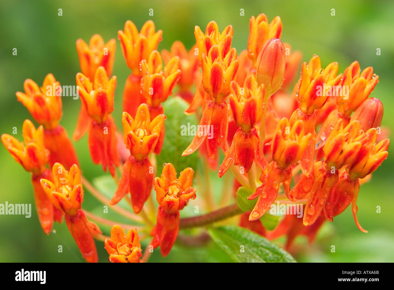 Butterfly weed flower hi-res stock photography and images - Alamy