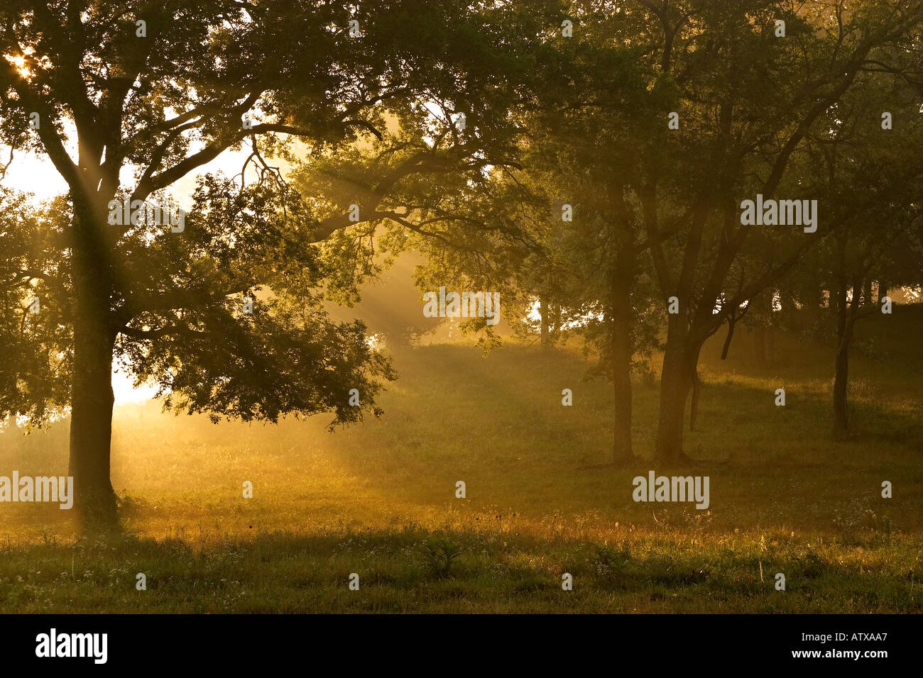 Sunrise with through trees and fog The sun rays streaming through