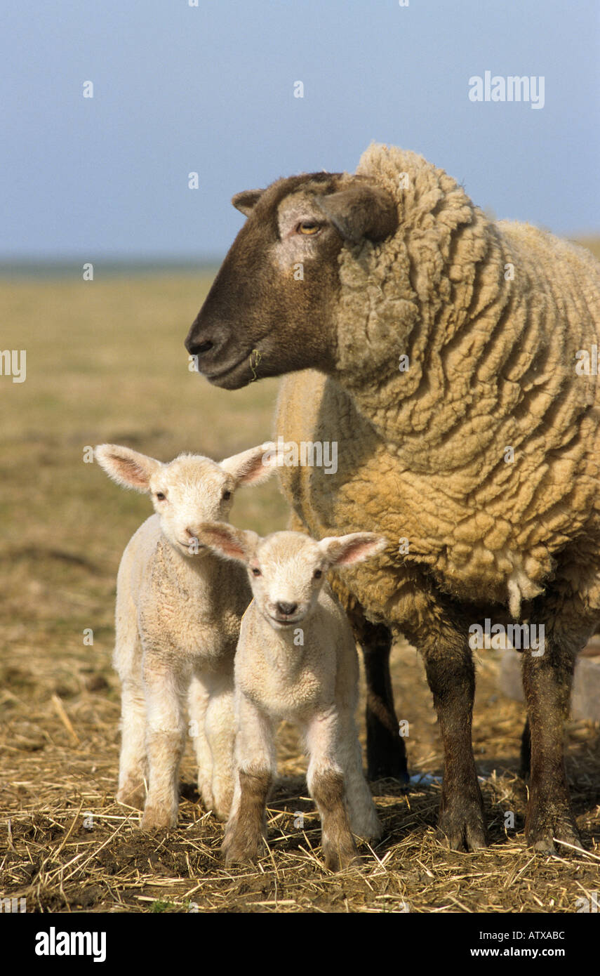 domestic sheep with two lambs Stock Photo