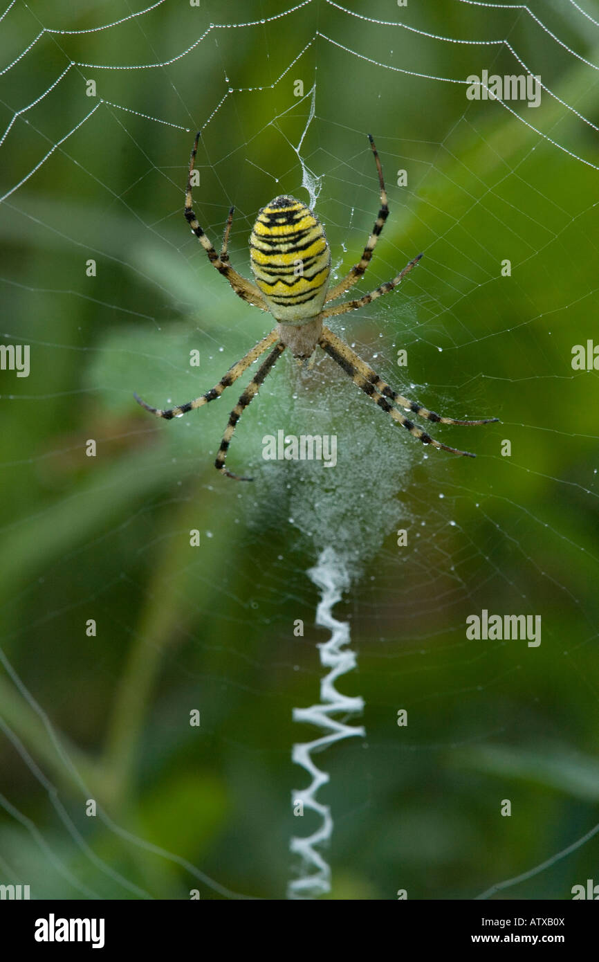 Zig zag spider web hires stock photography and images Alamy