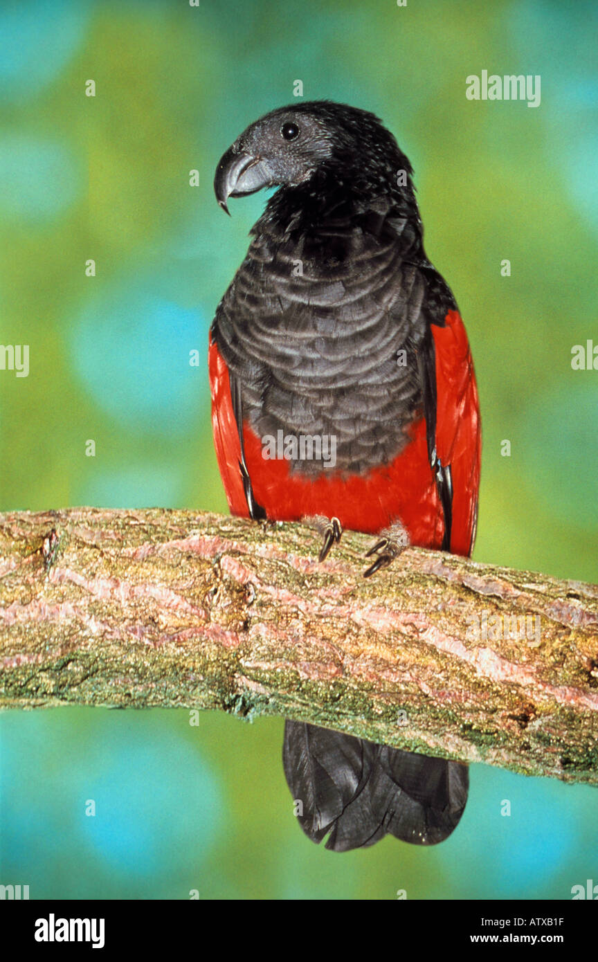 Pesquet's Parrot on branch / Psittrichas fulgidus Stock Photo
