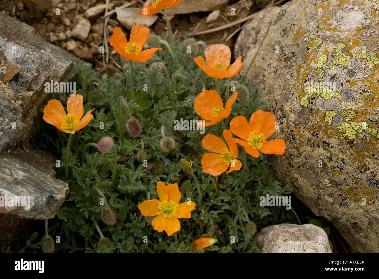 Pyrenean Poppy, Papaver lapeyrousianum, Papaver suaveolens in high Pyrenees at 2000m Stock Photo