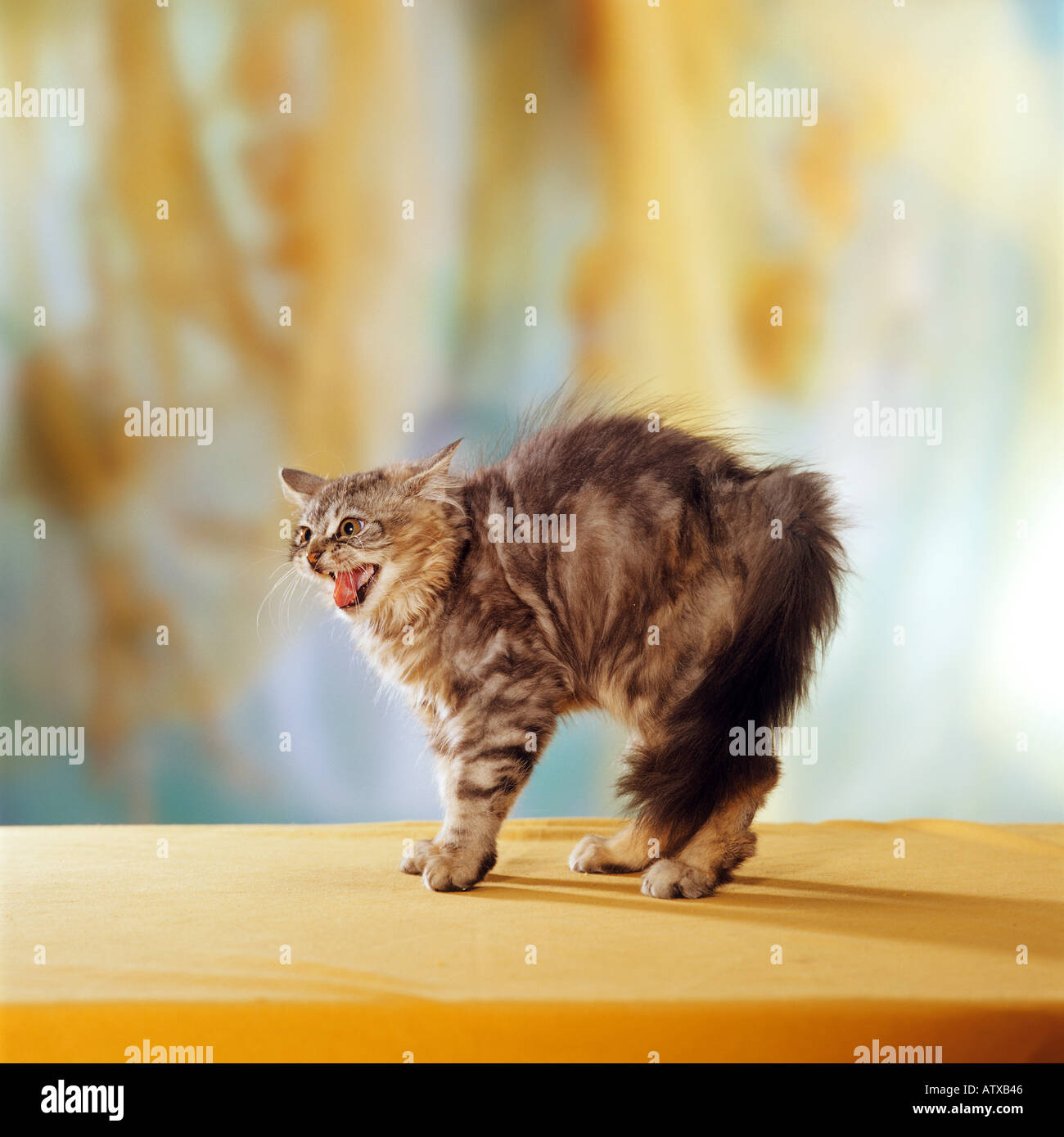 Angry domestic cat arching its back and spitting Stock Photo Alamy