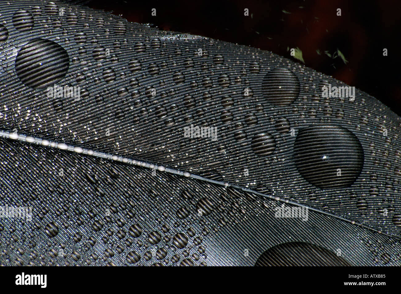 Goose feather hi-res stock photography and images - Alamy