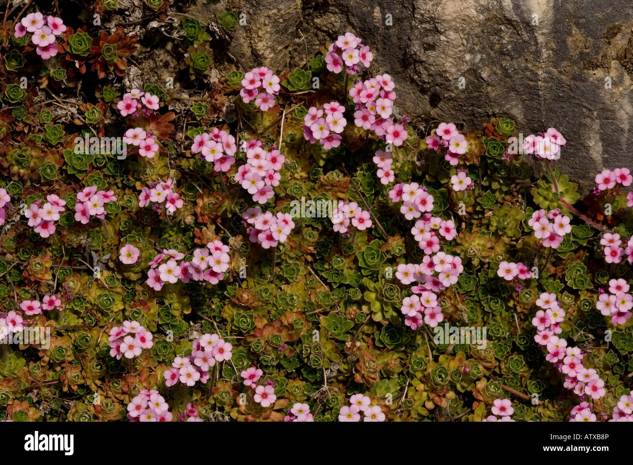 A rock jasmine Androsace sempervivoides west Himalayas Stock Photo