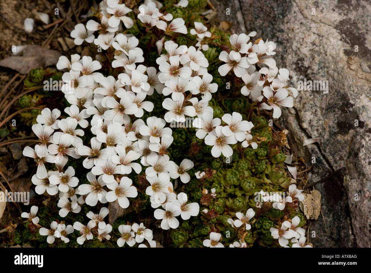 Saxifraga pedemontana ssp cervicornis, Corsica Stock Photo
