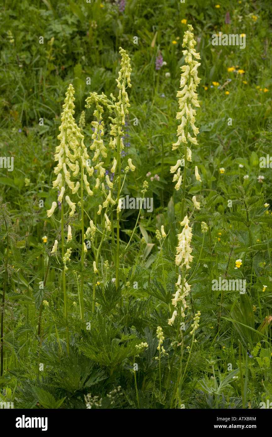 Wolfsbane Aconitum lycoctonum ssp vulparia Dolomites north Italy Stock Photo