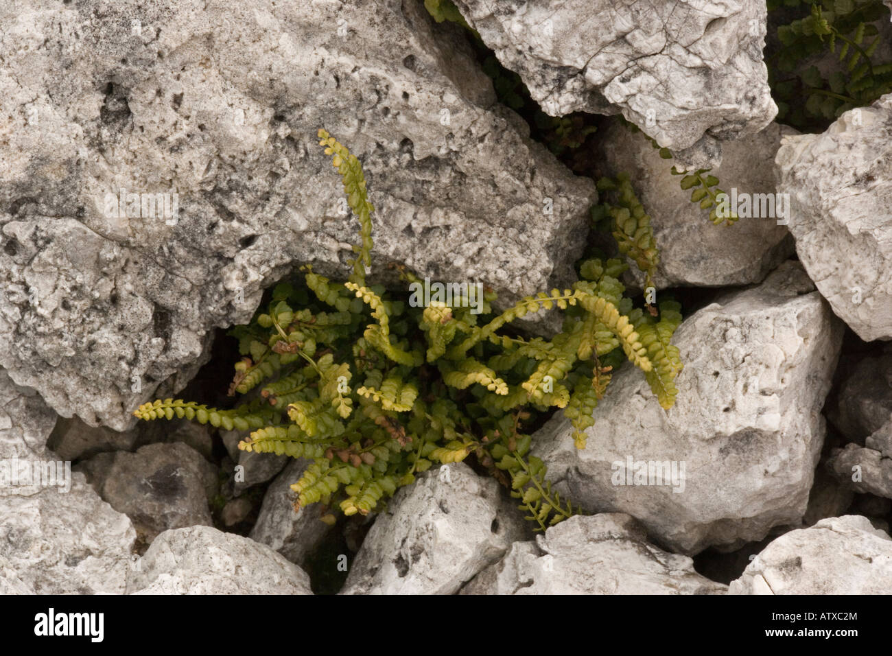 Green spleenwort Asplenium viride uncommon in UK on limestone rocks Stock Photo