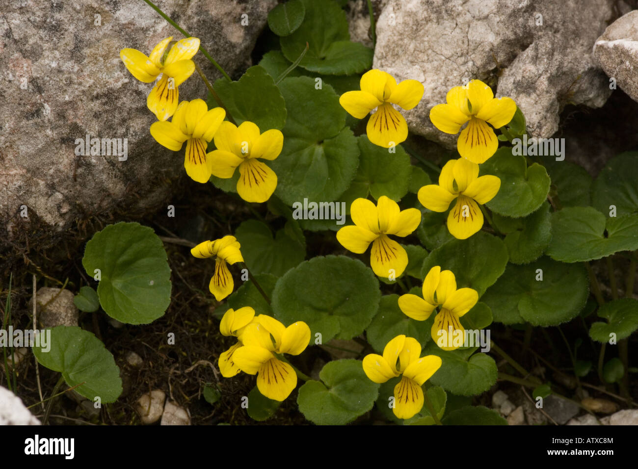 Yellow Wood Violet, Viola biflora, Dolomites north Italy Stock Photo