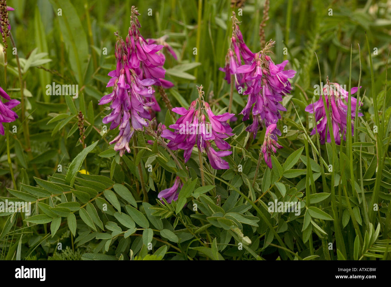 Alpine Sainfoin, Hedysarum hedysaroides Dolomites north Italy Stock Photo