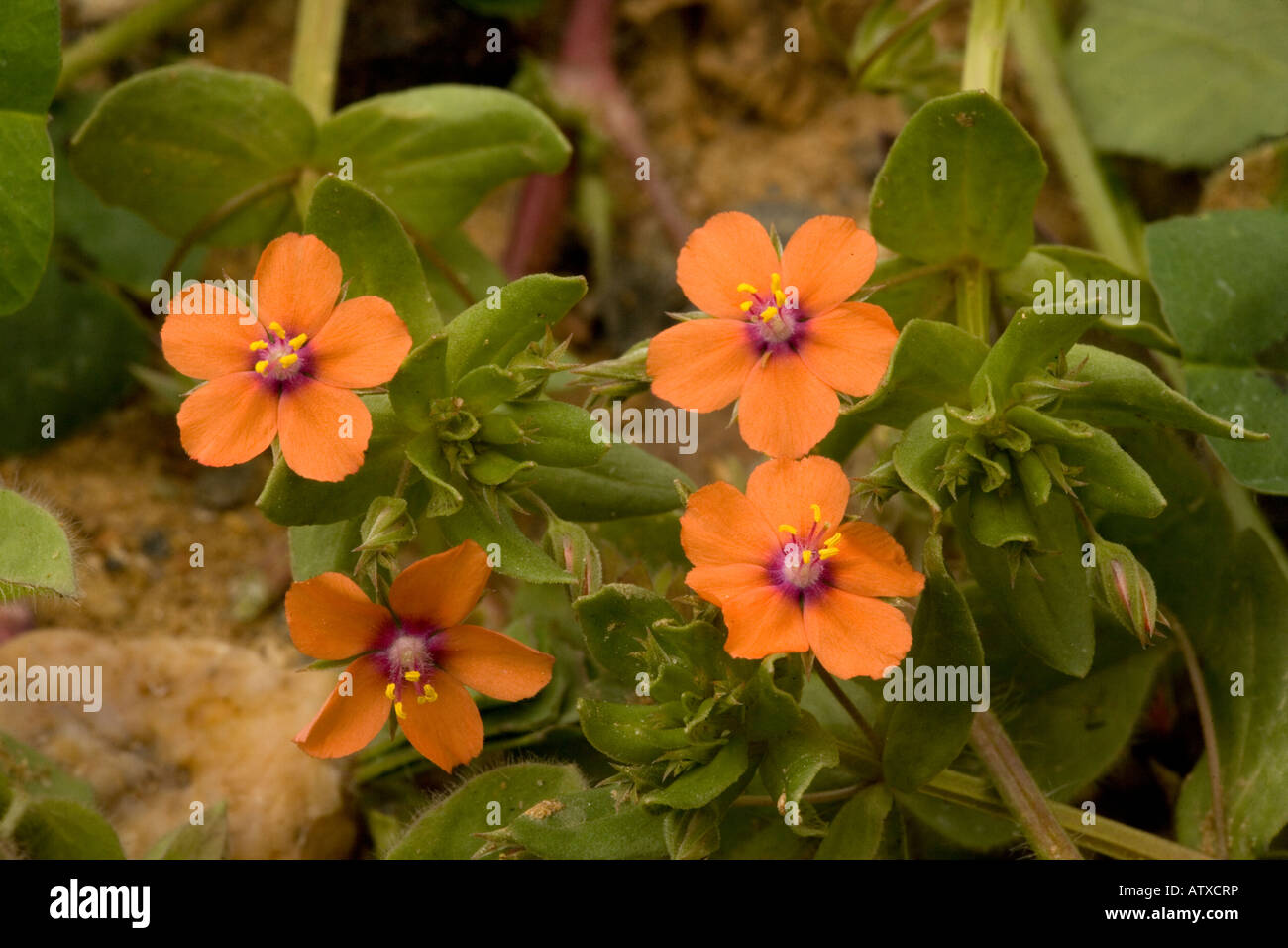 Scarlet pimpernel, Anagallis arvensis, in flower Stock Photo