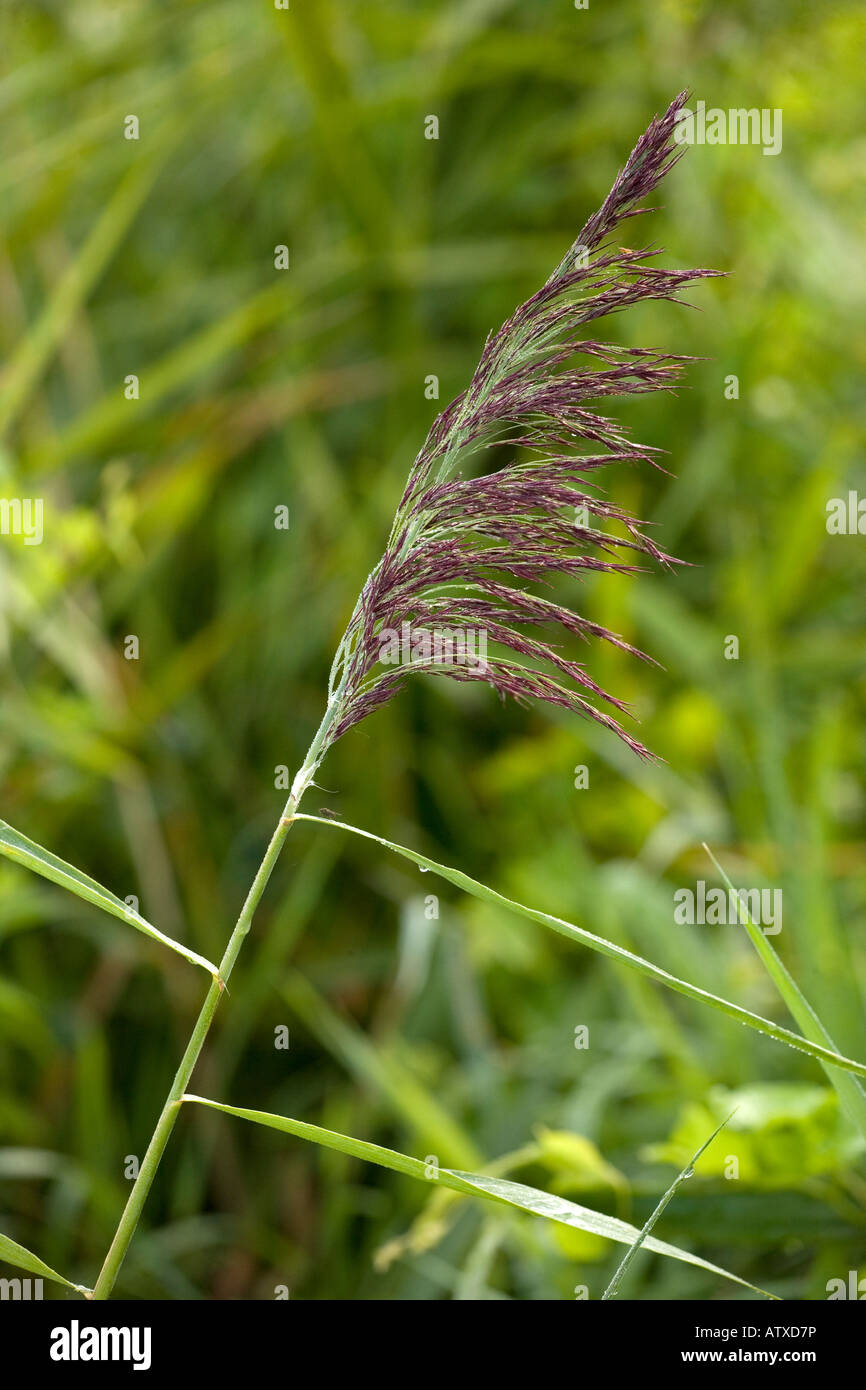 Common reed phragmites communis hires stock photography and images Alamy