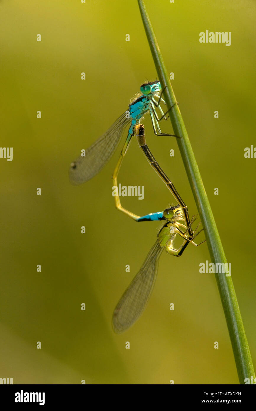 Mating pair of blue tailed damselflies (Ischnura elegans Stock Photo ...