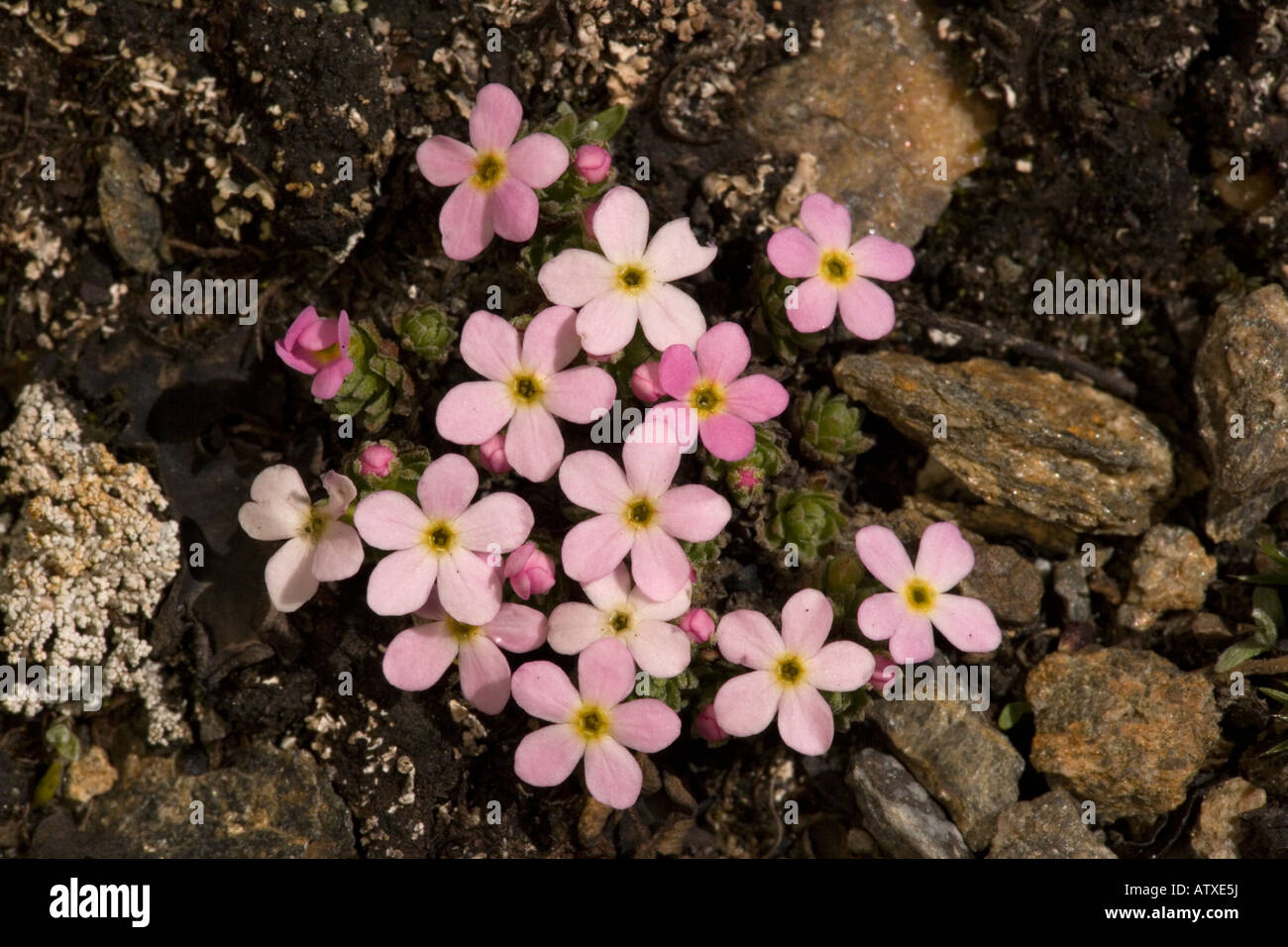 Alpine rock jasmine, Androsace alpina, at high altitude in Vanoise National Park France Rare species in France Stock Photo
