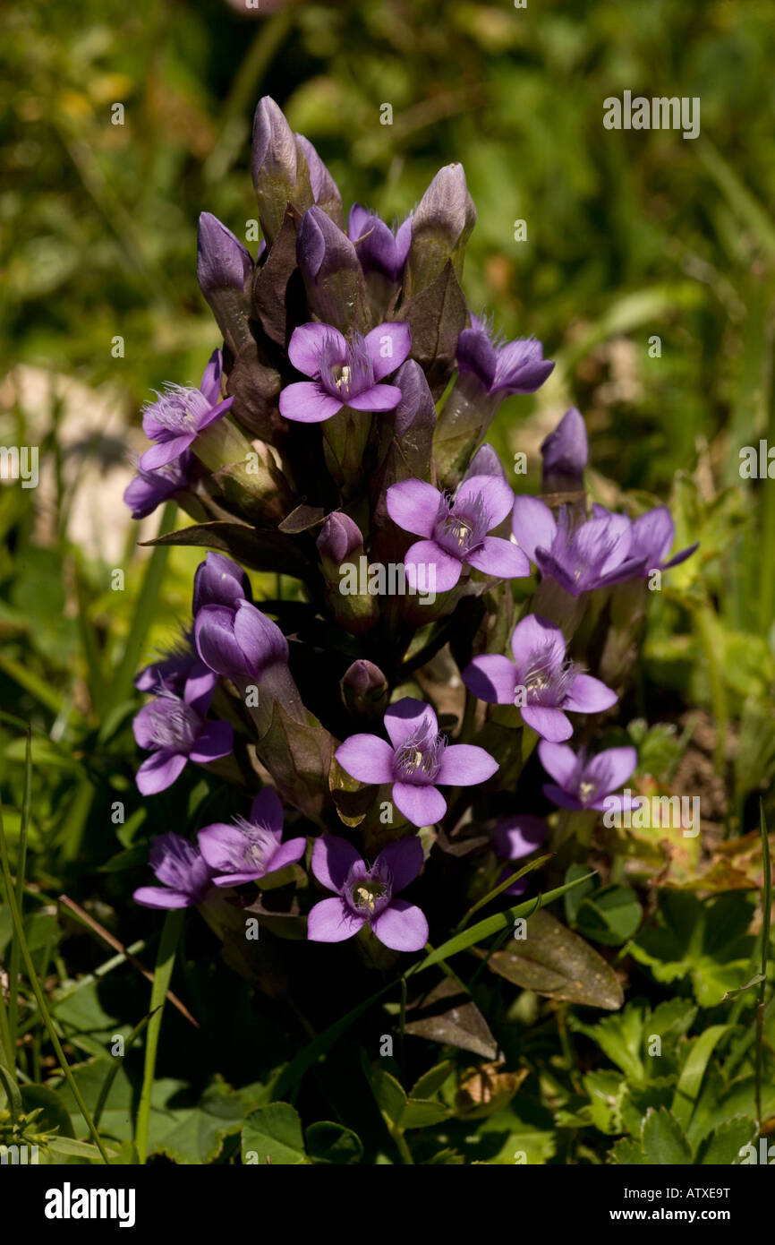 Field Gentian, Gentianella campestris, in flower Alps Stock Photo