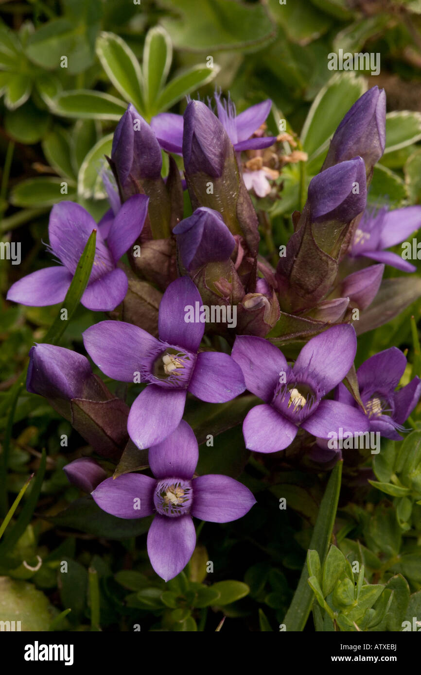 Field Gentian, Gentianella campestris, in flower Alps Stock Photo
